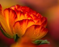 flower-7918323_1280