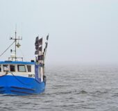 Perkam-kugus-parbuvei